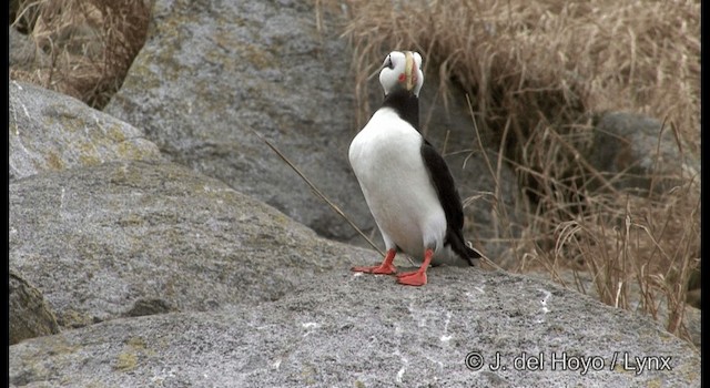 Horned Puffin - ML201373721