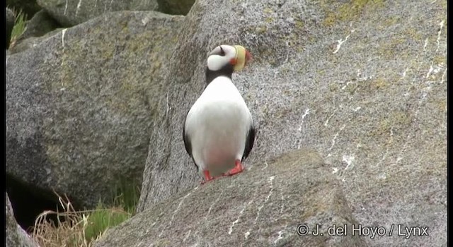 Horned Puffin - ML201373731