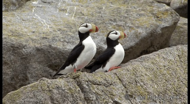 Horned Puffin - ML201373741