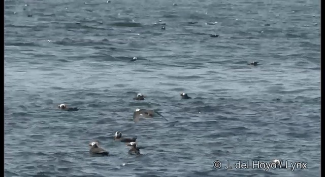 Horned Puffin - ML201373771