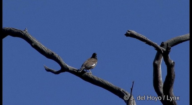 Hirtenmaina - ML201373851