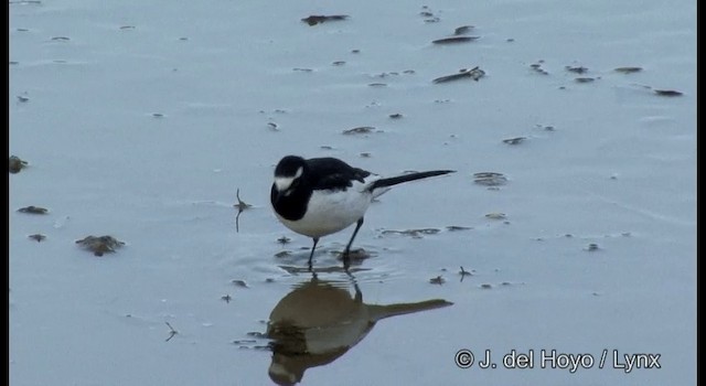 Japanese Wagtail - ML201373871