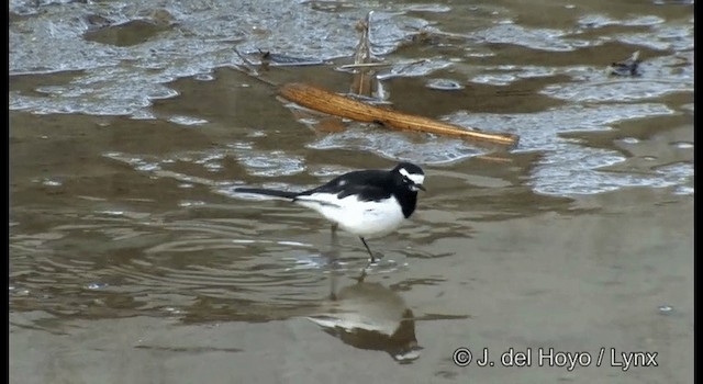 Japanese Wagtail - ML201373881