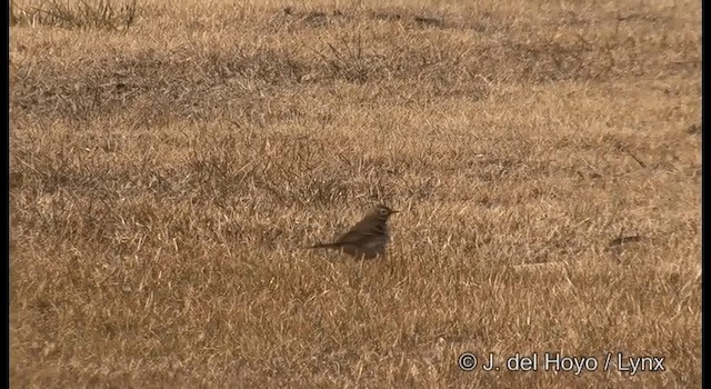 American Pipit (japonicus) - ML201373961