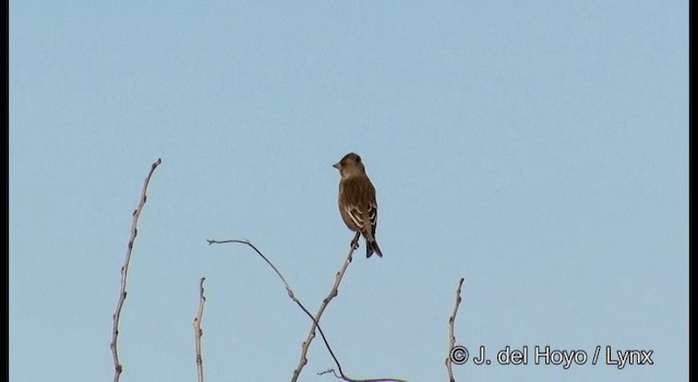 Verderón Chino - ML201373981