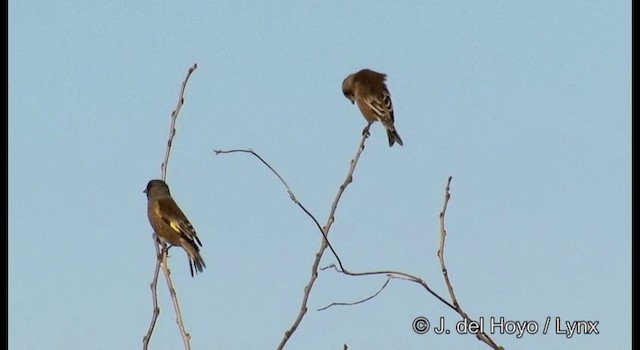 Oriental Greenfinch - ML201373991