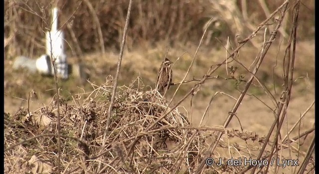 Rustic Bunting - ML201374001