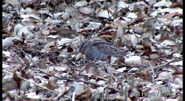 Solitary Snipe - ML201374091