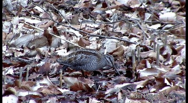 Solitary Snipe - ML201374101