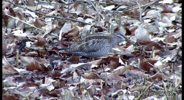 Solitary Snipe - ML201374111