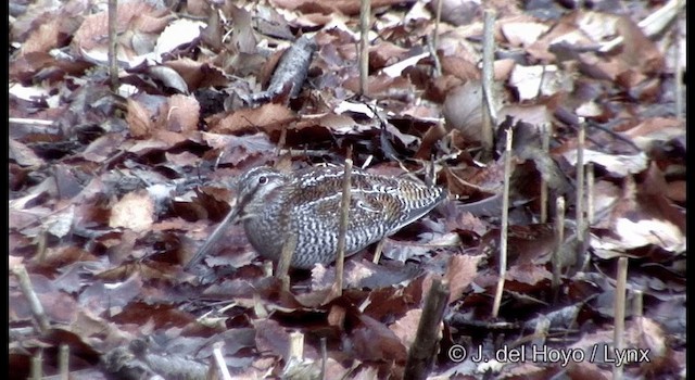 Solitary Snipe - ML201374121