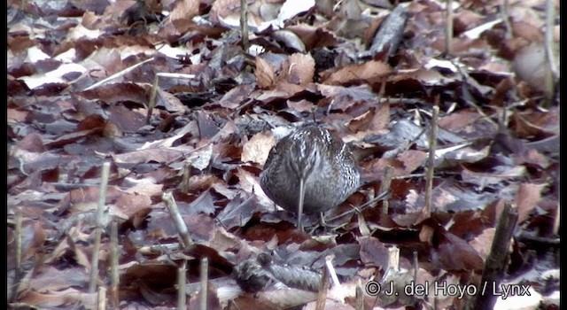 Solitary Snipe - ML201374131