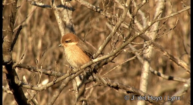 Pie-grièche bucéphale - ML201374141