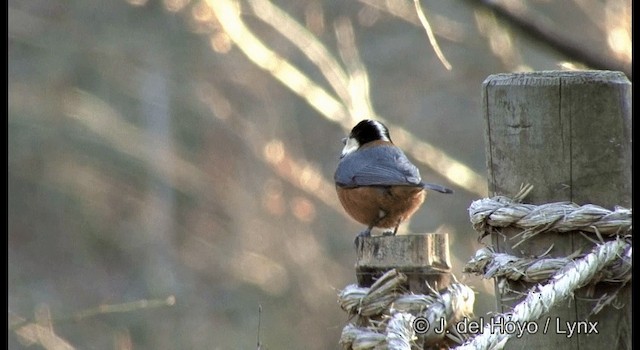 Varied Tit - ML201374171