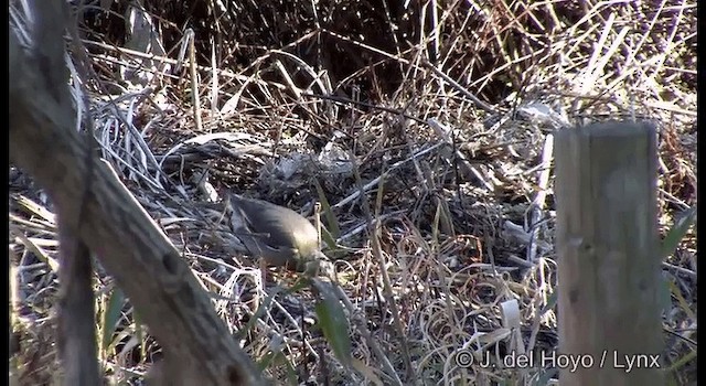 White-cheeked Starling - ML201374191