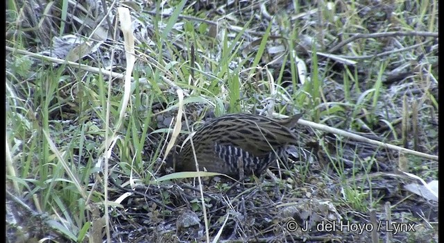 Brown-cheeked Rail - ML201374201