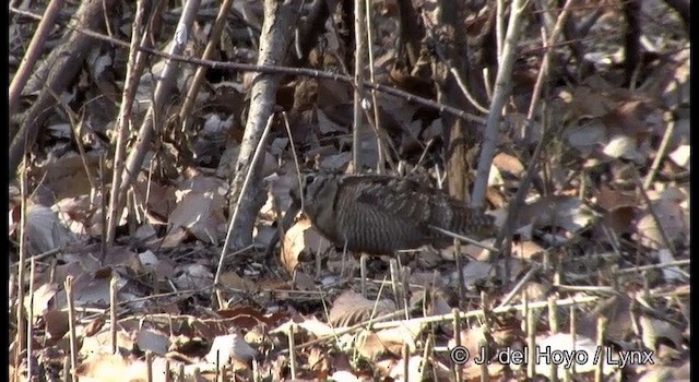 Eurasian Woodcock - ML201374241