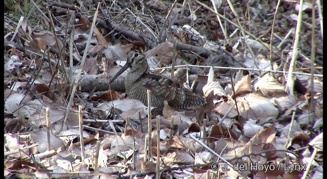 Bécasse des bois - ML201374251