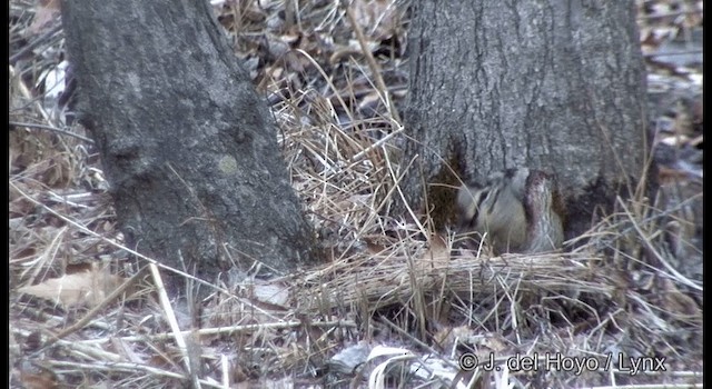 Eurasian Woodcock - ML201374261