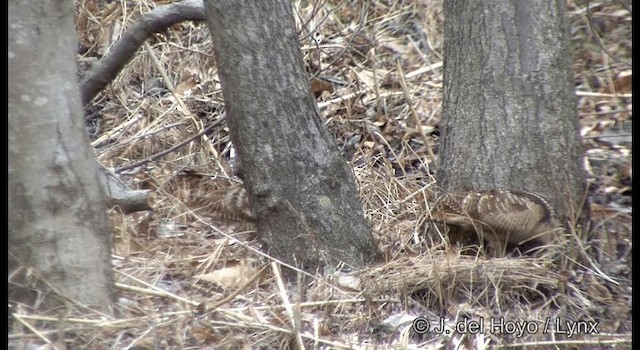 Eurasian Woodcock - ML201374271