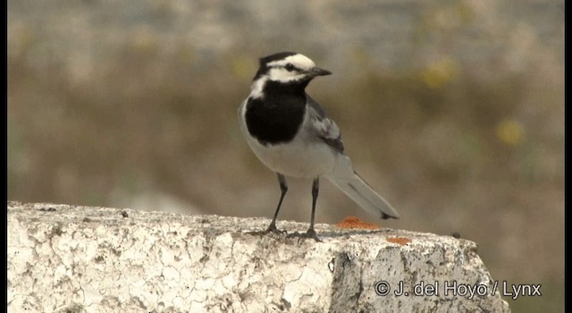 Bergeronnette grise (ocularis) - ML201374411