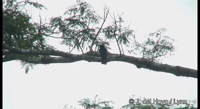 brokadedrongo (longirostris) - ML201374521