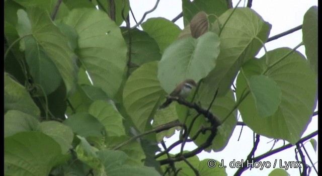 Solomons Rufous Fantail (Rufous-backed) - ML201374531