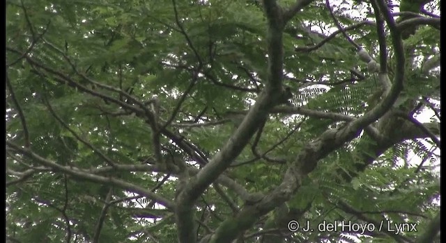 Gray-throated White-eye - ML201374541