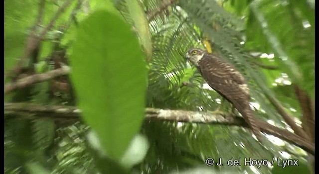 Pied Goshawk - ML201374551