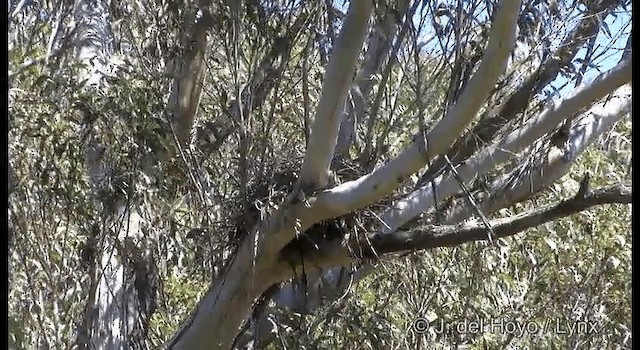 Brown Goshawk - ML201374591