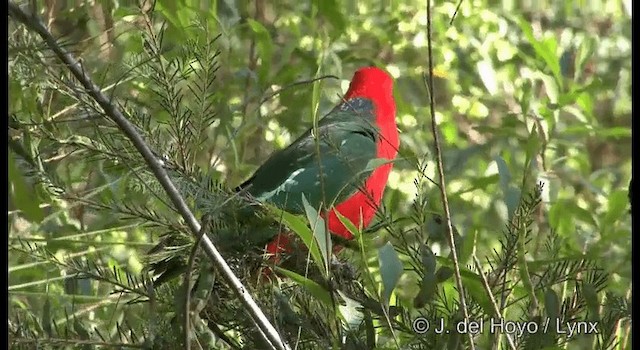 Australian King-Parrot - ML201374621