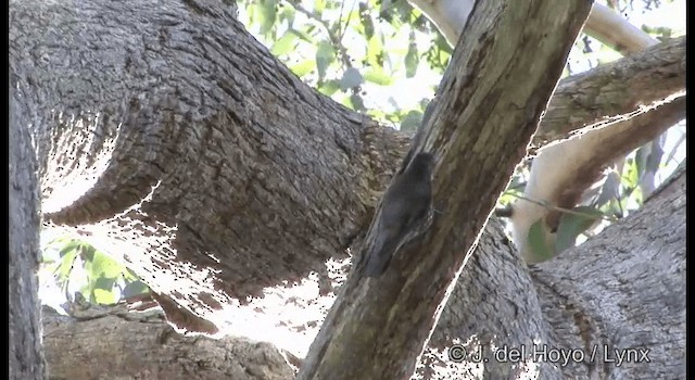 White-throated Treecreeper (White-throated) - ML201374701