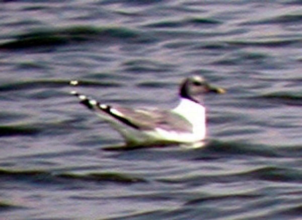 Sabine's Gull - Dan Scheiman