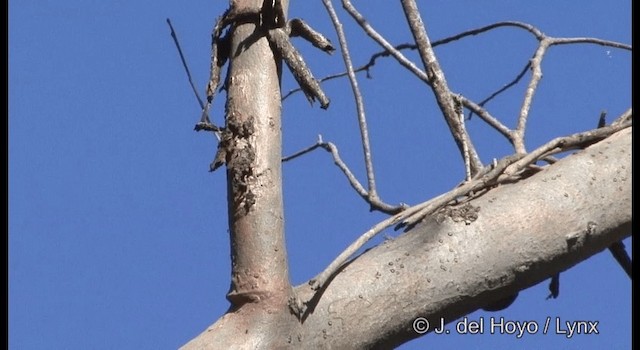 Varied Sittella (Orange-winged) - ML201374711
