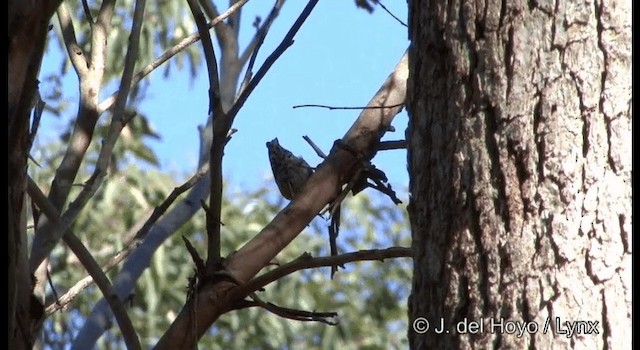 Varied Sittella (Orange-winged) - ML201374721
