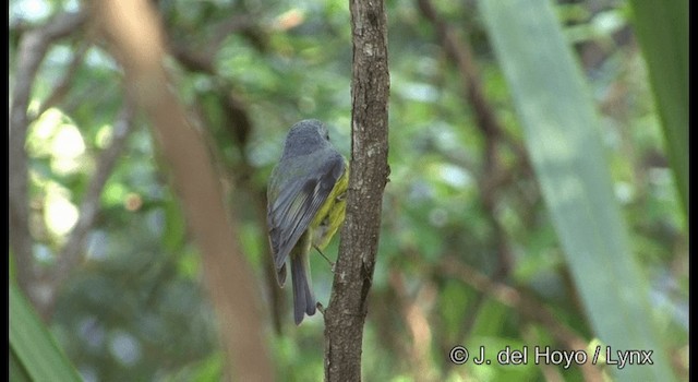 Eastern Yellow Robin - ML201374731