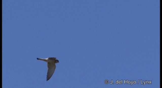 Nankeen Kestrel - ML201374741