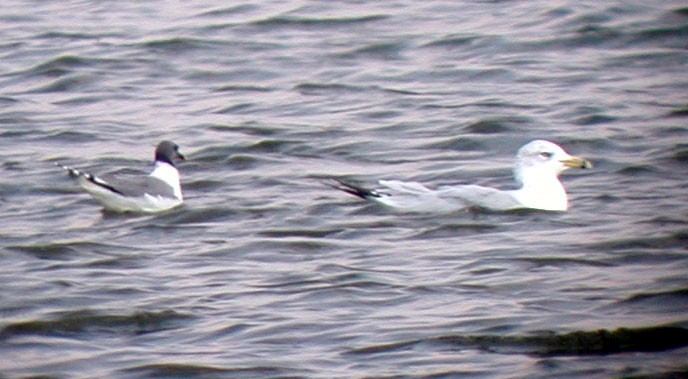 Sabine's Gull - Dan Scheiman