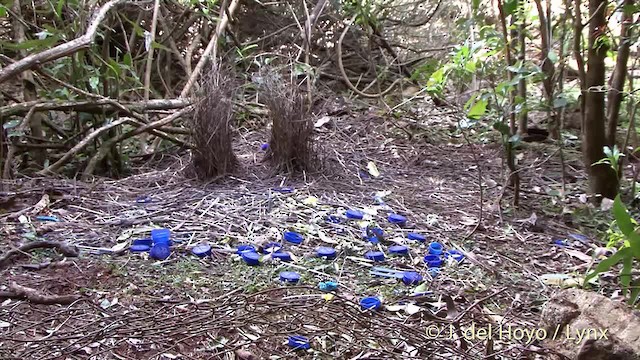 Satin Bowerbird - ML201374821