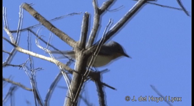 Leaden Flycatcher - ML201374831