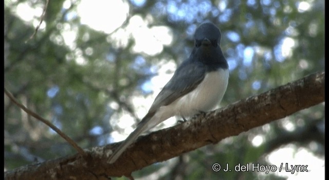 Leaden Flycatcher - ML201374841