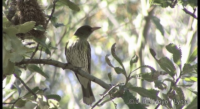 Olive-backed Oriole - ML201374851