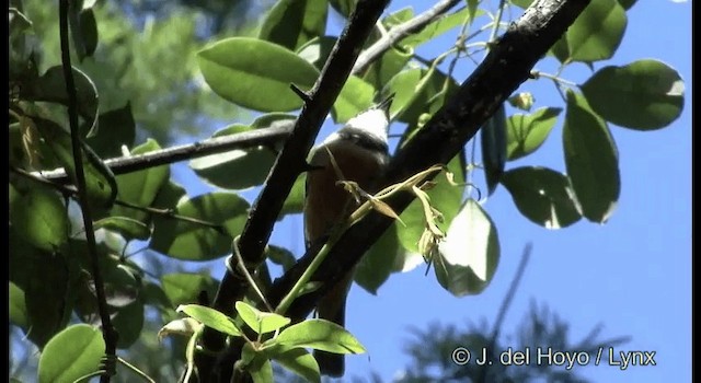 Rufous Whistler - ML201374881