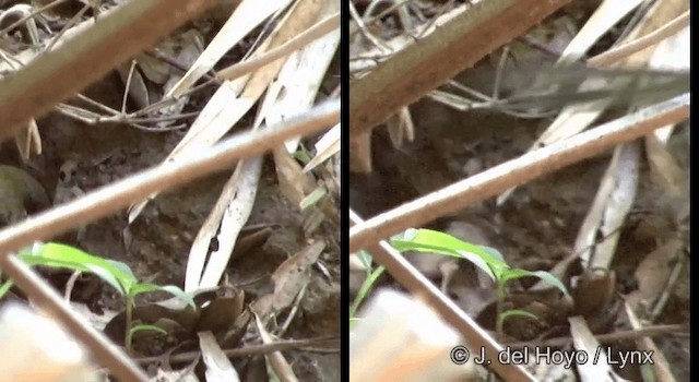 Eastern Whipbird - ML201374951