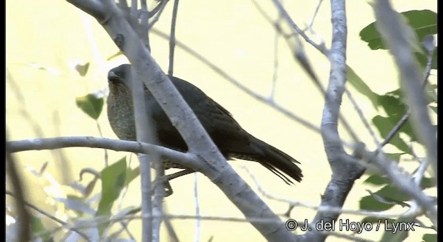 Satin Bowerbird - ML201374961