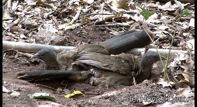 Plain Chachalaca - ML201374981