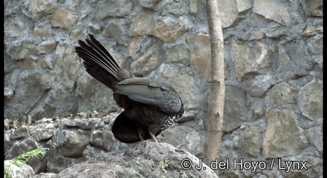 Crested Guan - ML201375011