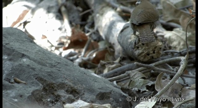 Banded Wren - ML201375031