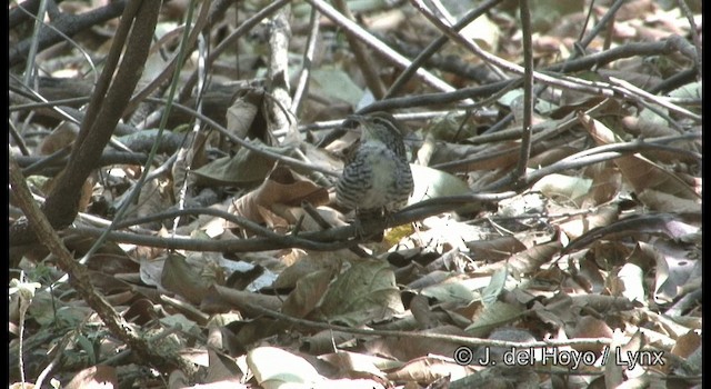 Banded Wren - ML201375041