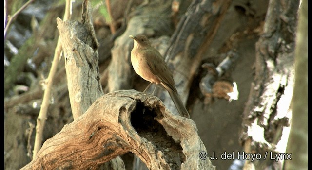 Clay-colored Thrush - ML201375061